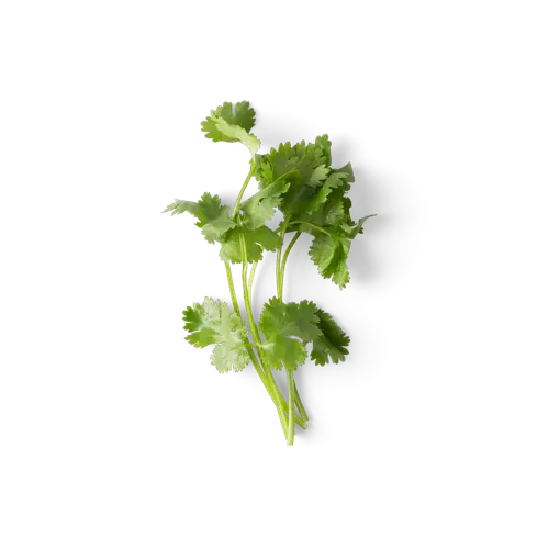 cilantro