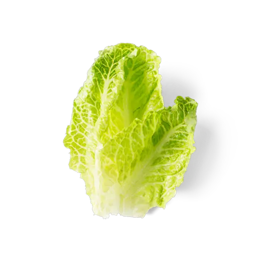romaine lettuce